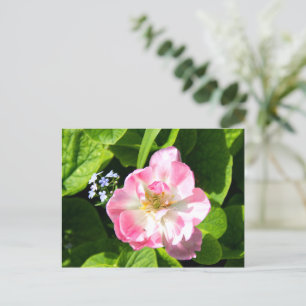 Cartão Postal Tulipa rosa fofa