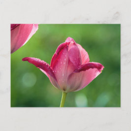 Cartão Postal Tulipa rosa no orvalho matinal
