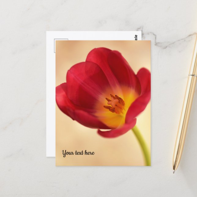 Cartão Postal Tulipa Rosa Única (Frente/Verso In Situ)