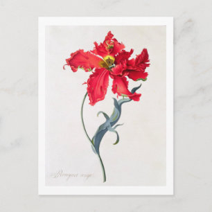 Cartão Postal Tulipa: Rota Perroquet