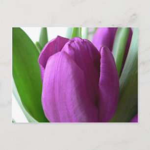 Cartão Postal Tulipa Roxa