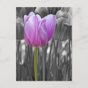 Cartão Postal Tulipa Roxa de Primavera em Preto e Branco