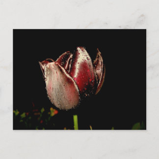 Cartão Postal Tulipa Roxa Escura
