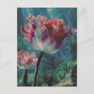 Cartão Postal Tulipa Subaquática