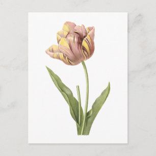 Cartão Postal tulipa (Tulipa culta) por Redouté