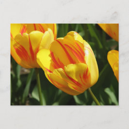 Cartão Postal Tulipa Variegada Amarela