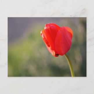 Cartão Postal Tulipa Vermelha brilhante