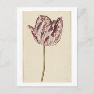 Cartão Postal Tulipa vermelha e branca (1700 - 1800) por anônimo