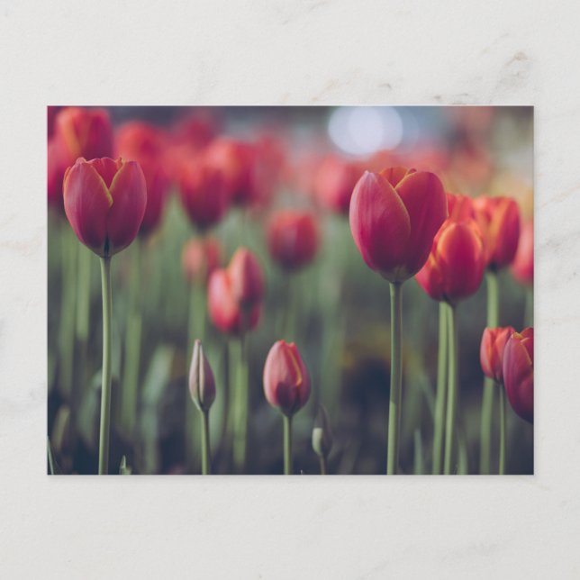 Cartão Postal Tulipa Vermelha e Rosa Flores Fotografia Floral (Frente)