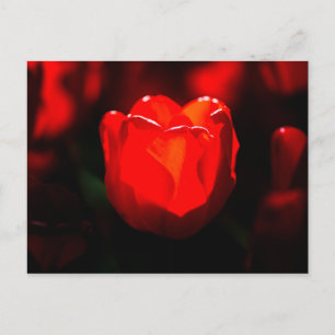 Cartão Postal Tulipa Vermelha - Fogo