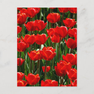 Cartão Postal Tulipa Vermelha Rosa Floral Flores Fotografia