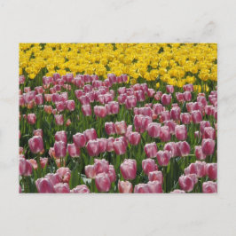 Cartão Postal Tulipas
