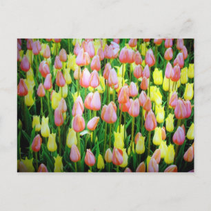 Cartão Postal tulipas