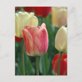 Cartão Postal Tulipas
