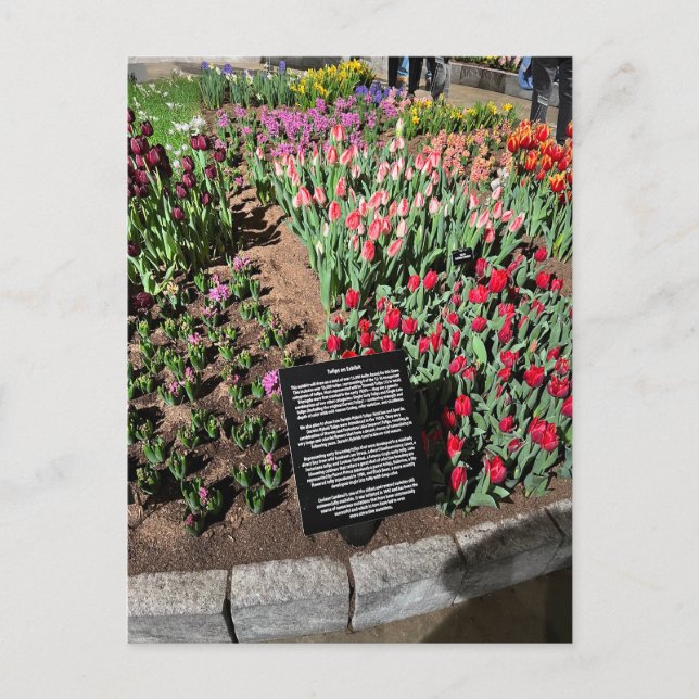 Cartão Postal Tulipas (Frente)