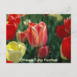 Cartão Postal Tulipas