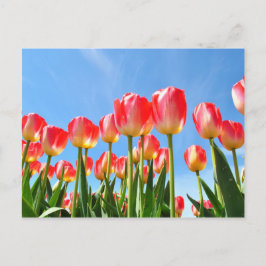 Cartão Postal Tulipas