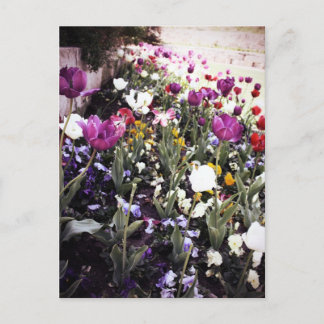 Cartão Postal Tulipas