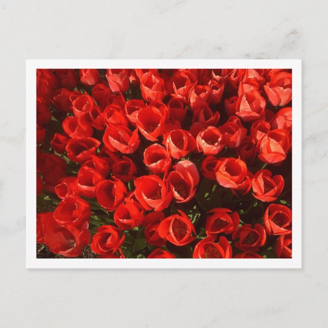 Cartão Postal Tulipas (Frente)