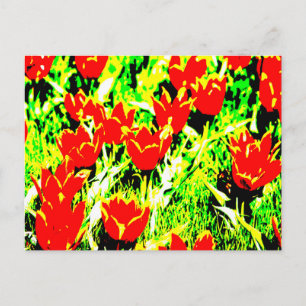 Cartão Postal Tulipas