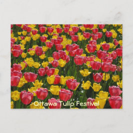 Cartão Postal Tulipas.