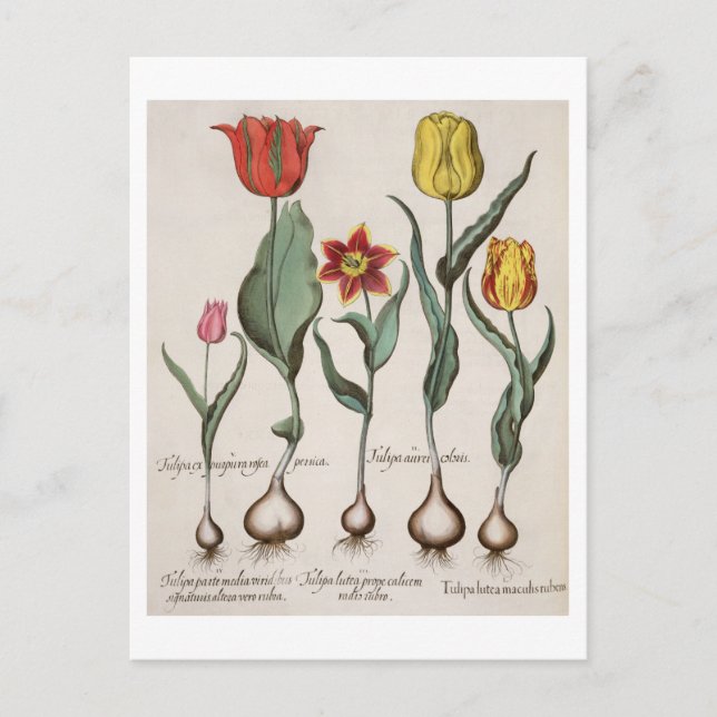 Cartão Postal Tulipas: 1.Tulipa lutea maculis rubens; 2.Tulipa a (Frente)