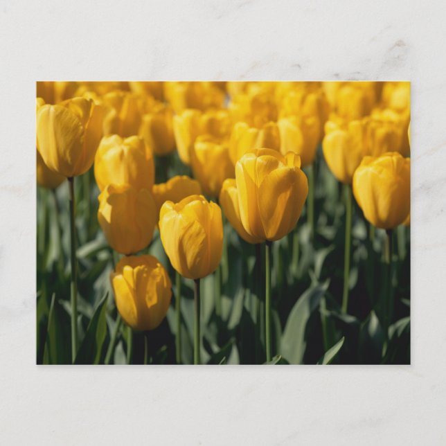 Cartão Postal Tulipas 3 (Frente)
