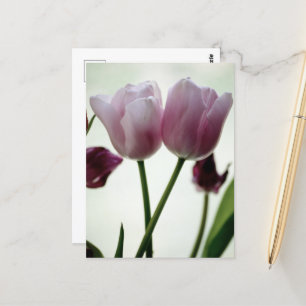 Cartão Postal Tulipas 3259