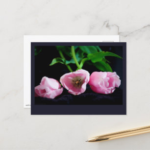 Cartão Postal Tulipas 3273