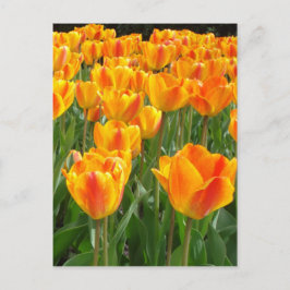 Cartão Postal Tulipas alaranjadas