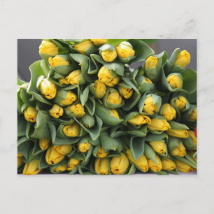 Cartão Postal tulipas amarelas