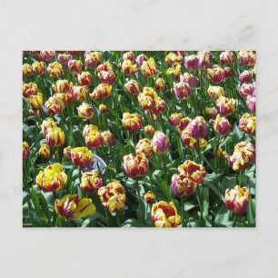 Cartão Postal Tulipas Amarelas e Púrpuras