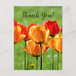 Cartão Postal Tulipas Amarelas E Vermelhas