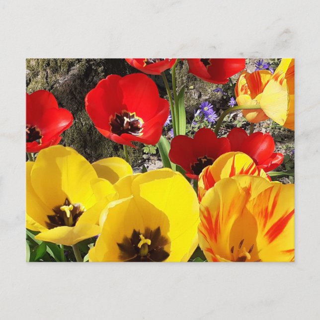Cartão Postal Tulipas Amarelas e Vermelhas (Frente)