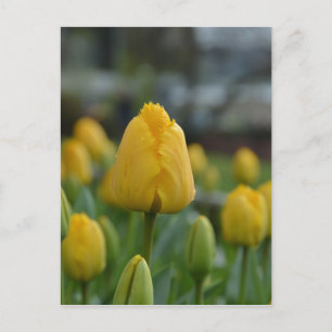 Cartão Postal Tulipas amarelas no campo