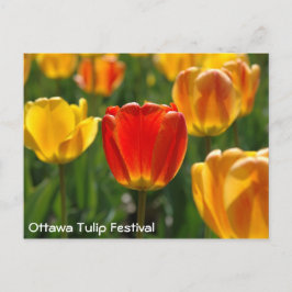 Cartão Postal Tulipas Amarelas, Tulipas Laranja