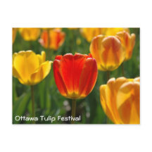 Tulipas Amarelas, Tulipas Laranja