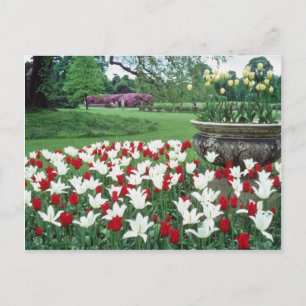 Cartão Postal Tulipas amarelas vermelhas e brancas, flores do Ke