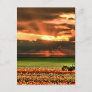 Cartão Postal Tulipas Ao Sol
