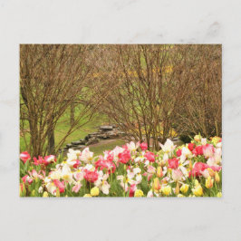 Cartão Postal tulipas/árvores