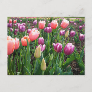 Cartão Postal Tulipas bonito