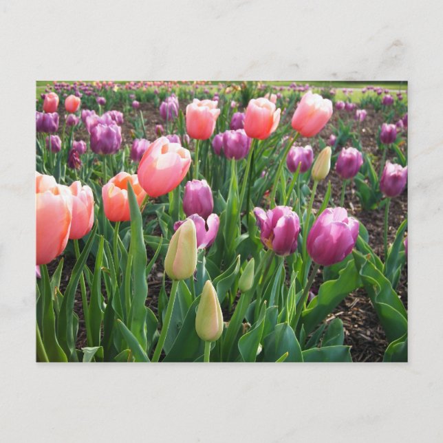 Cartão Postal Tulipas bonito (Frente)