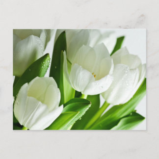 Cartão Postal Tulipas brancas