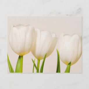 Cartão Postal Tulipas brancas contra fundo branco,