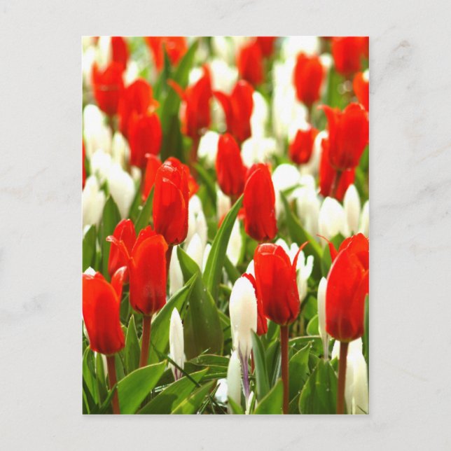 Cartão Postal Tulipas brancas e vermelhas (Frente)