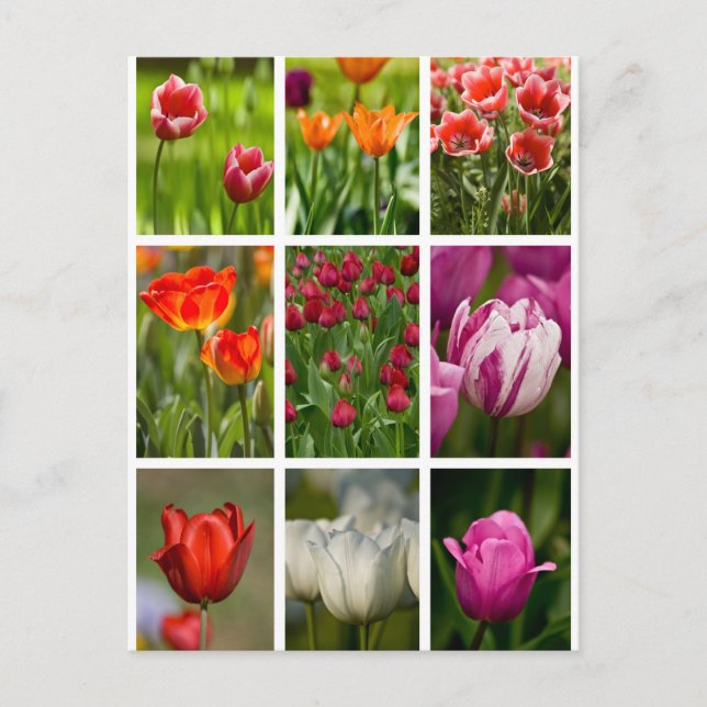 Cartão Postal Tulipas coloridas (Frente)