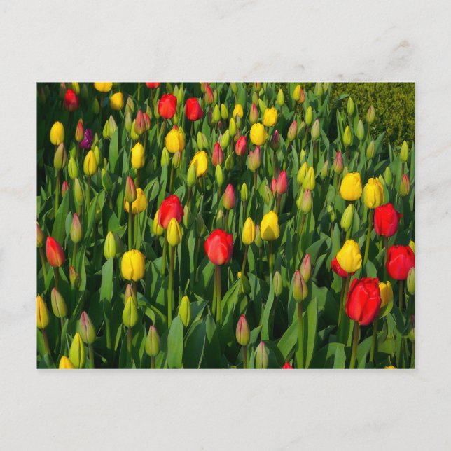 Cartão Postal Tulipas Coloridas (Frente)