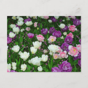 Cartão Postal Tulipas Coloridas