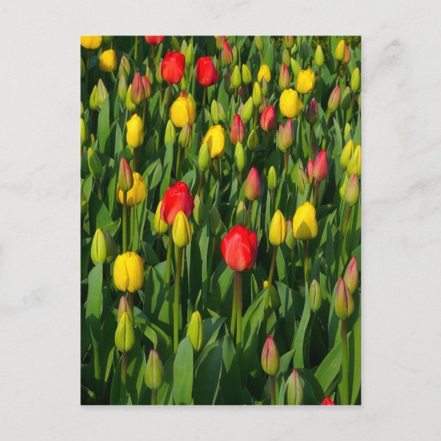 Cartão Postal Tulipas Coloridas (Frente)