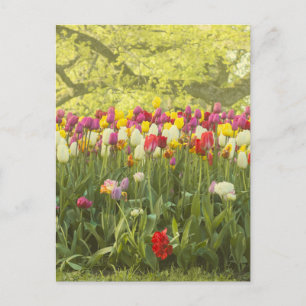 Cartão Postal Tulipas coloridas num parque